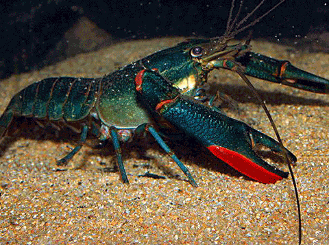 crayfish setup mudtrekker kuang aquaponics